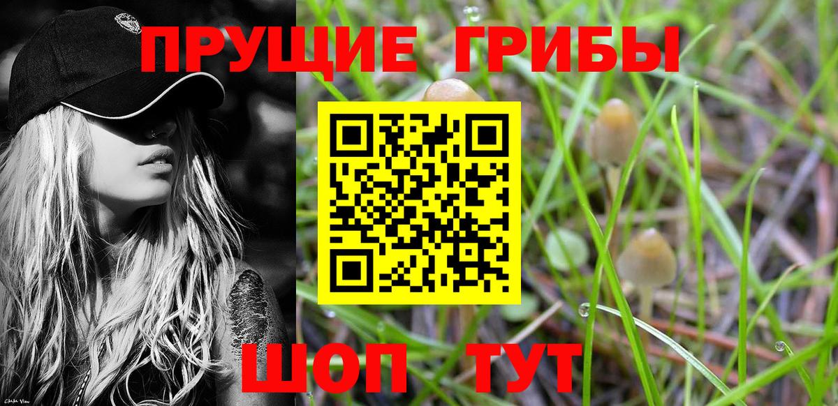 Псилоцибиновые грибы Psilocybe Златоуст